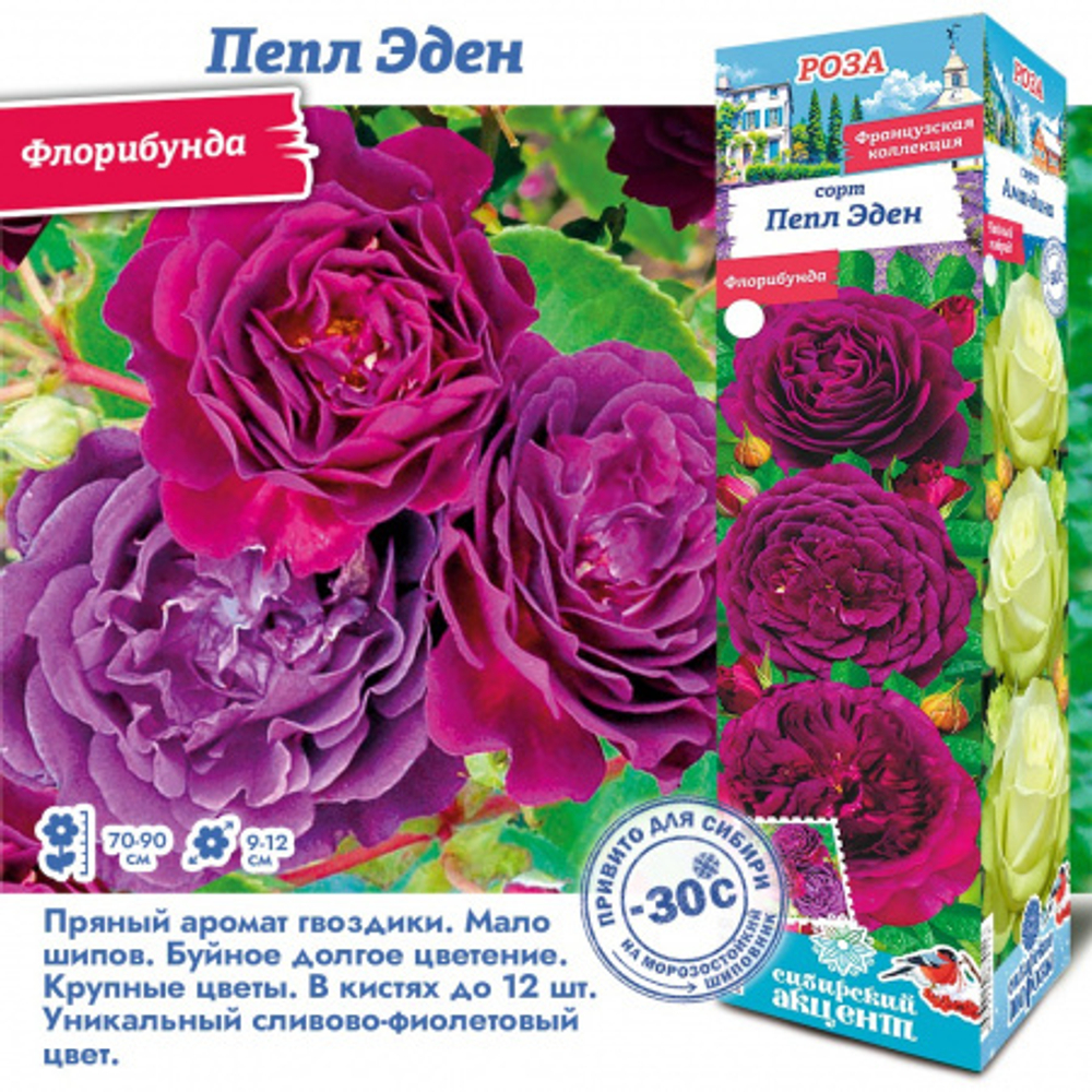 Роза Пепл Эден (Флорибунда)