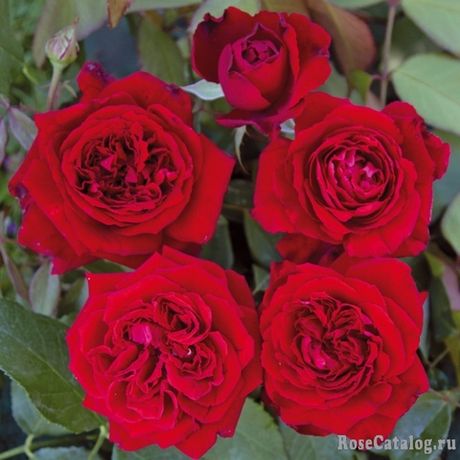 Габриэль д`Аннунцио (Gabriele d’ Annunzio)