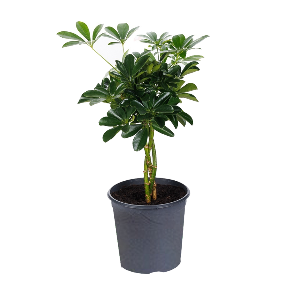 Шефлера коса