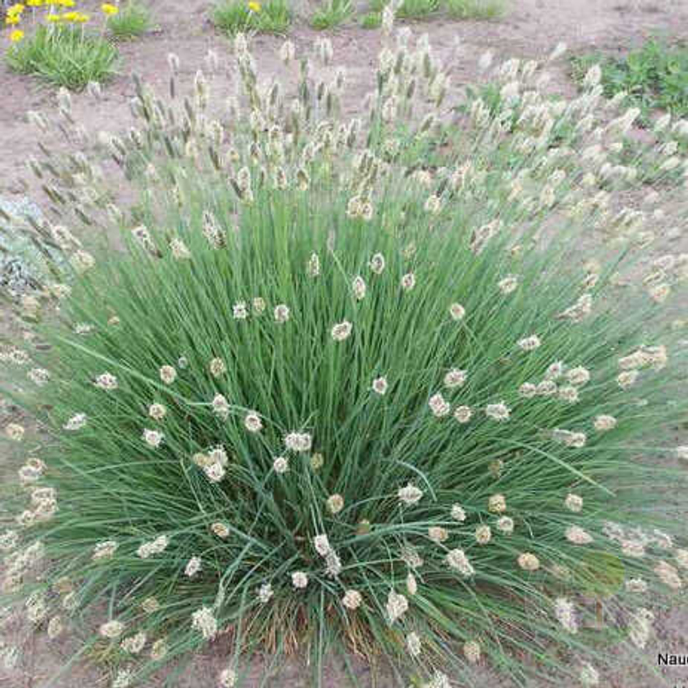 Сеслерия блестящая Нитида С2