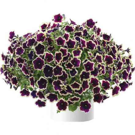 Петуния Cascadias Rim Magenta