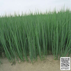 ПАРАДЕ семена лука на перо (Bejo | Alexagro)