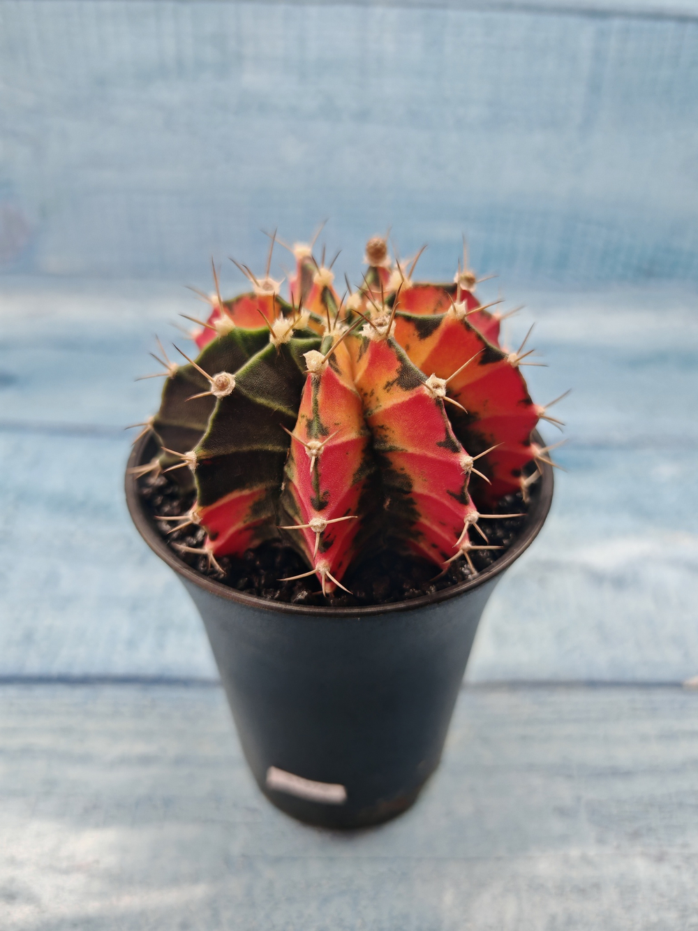 Gymnocalycium Variegata (Гимнокалициум Вариегатный)