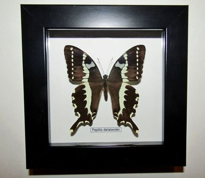 Бабочка Papilio delalandei в рамке
