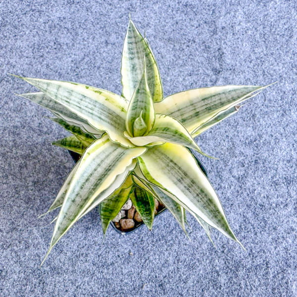 Сансевиерия GABRIELLA WHITE VAR s.L