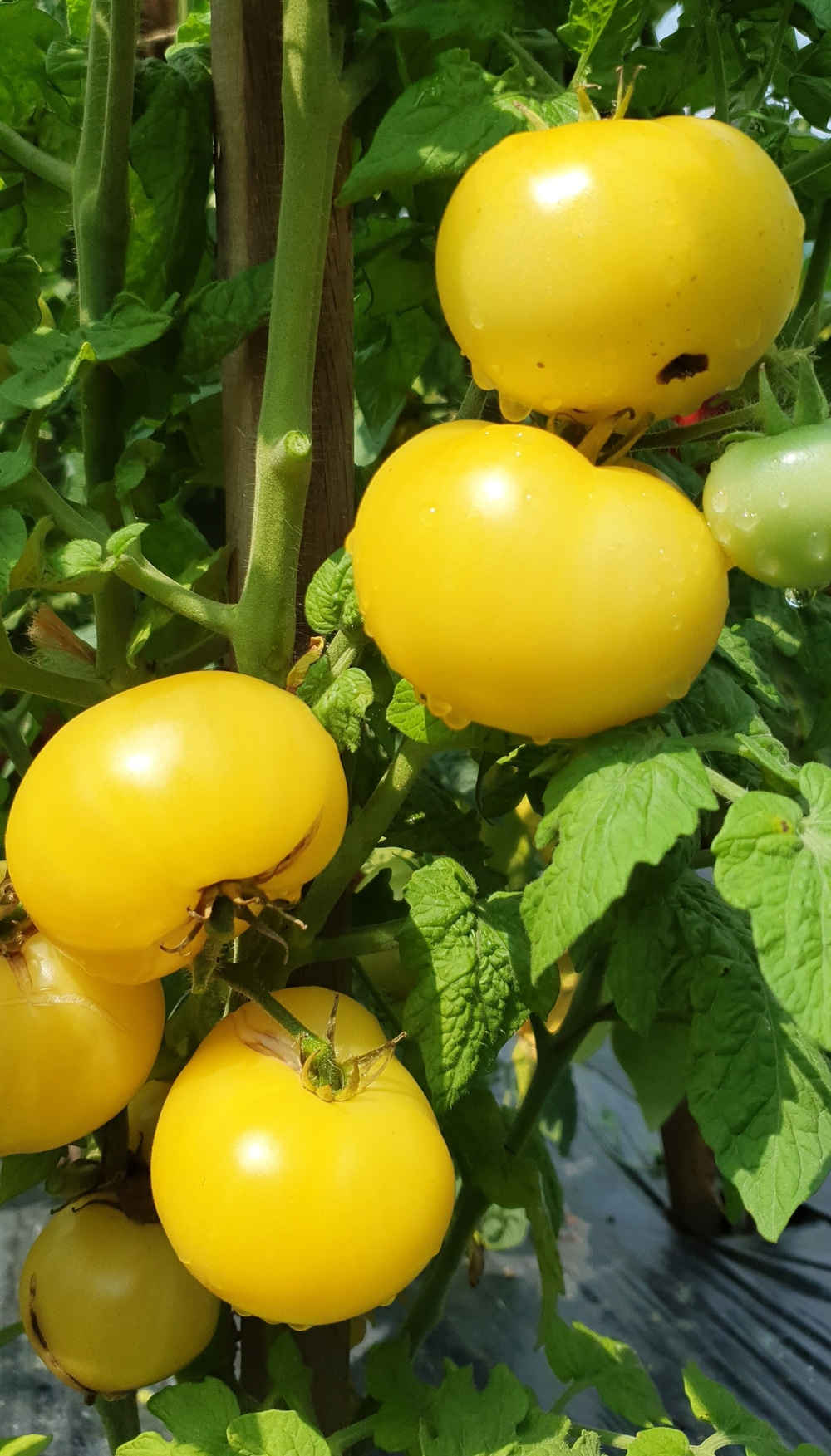 Гном Цитрон компактный (Citron Compact)