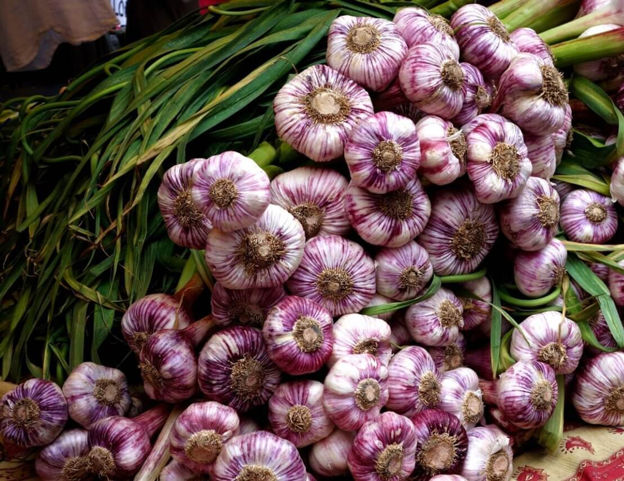 Чеснок, изгоняющий…диабет!