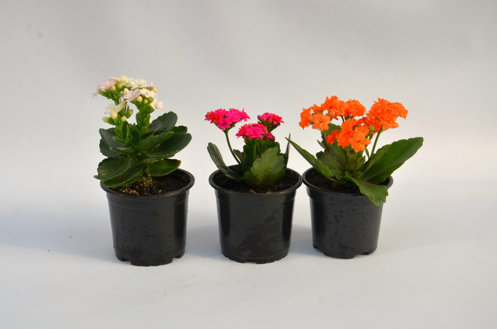 каланхоэ д.12 СП