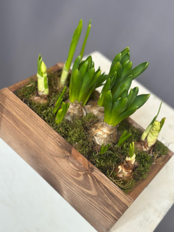 Hot garden offer #01p