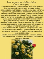 Роза Золотые ворота Голден Гейт плетистая