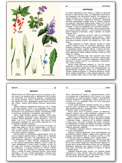 Книга "Растения России" Васильева Н.Ю., 1 класс, школьный словарик, офсетная печать