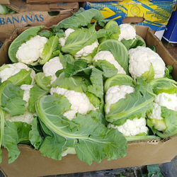 Капуста цветная Абени F1 10шт Мировые Семена VITA GREEN