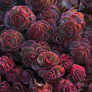 37131 Седум Dragons Blood (Весна 2026)