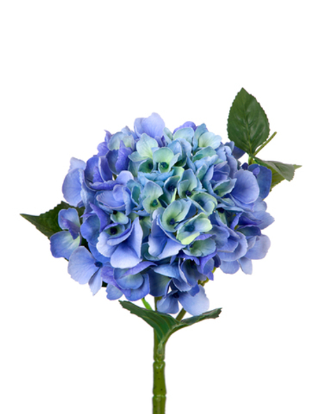 Гортензия крупнолистная small на стебле - Зелено-голубой
