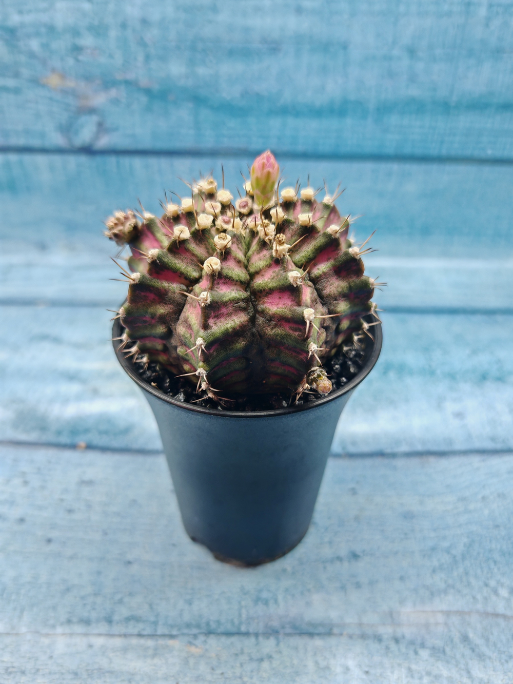 Gymnocalycium T-Rex Pink hybrid (Гимнокалициум T-rex)