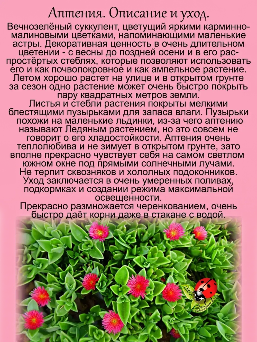 Аптения Мезембриантемум сердцелистный суккулент