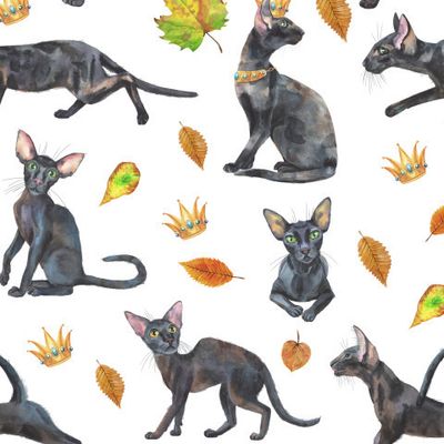 Черные коты 1