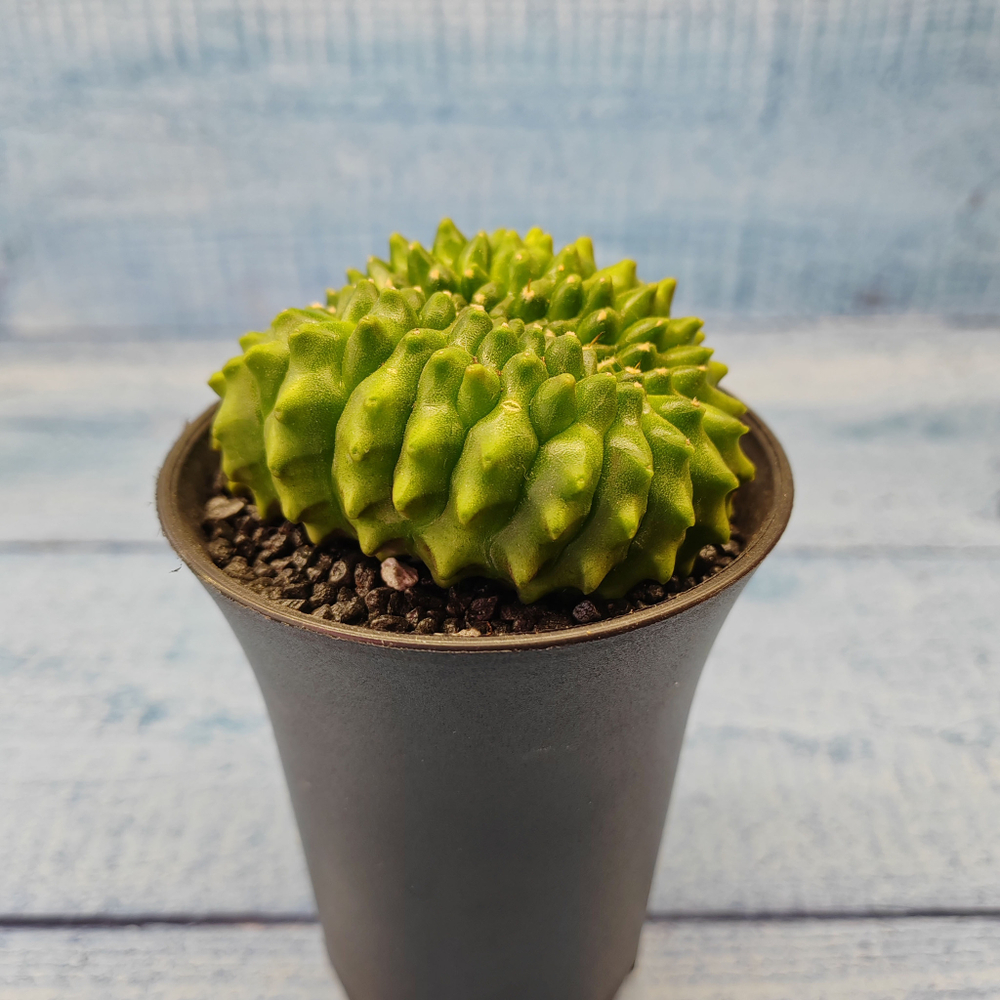 Gymnocalycium Spineless Crested form (Гимнокалициум Кристатный)