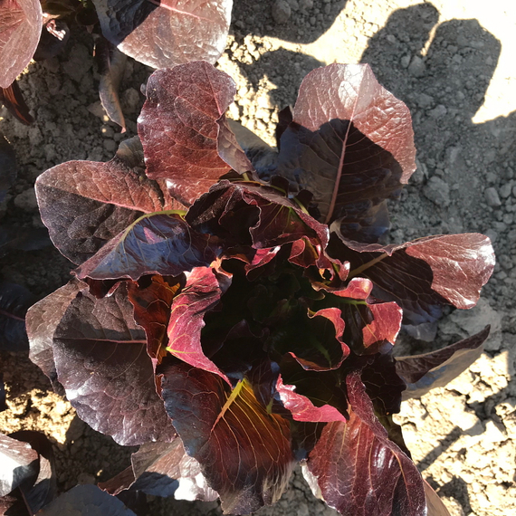 Туринус семена салата ромэн (Rijk Zwaan / Райк Цваан) в поле – фото 9