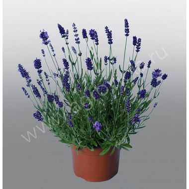 S4415 Лаванда Angustifolia Promise 100 шт.