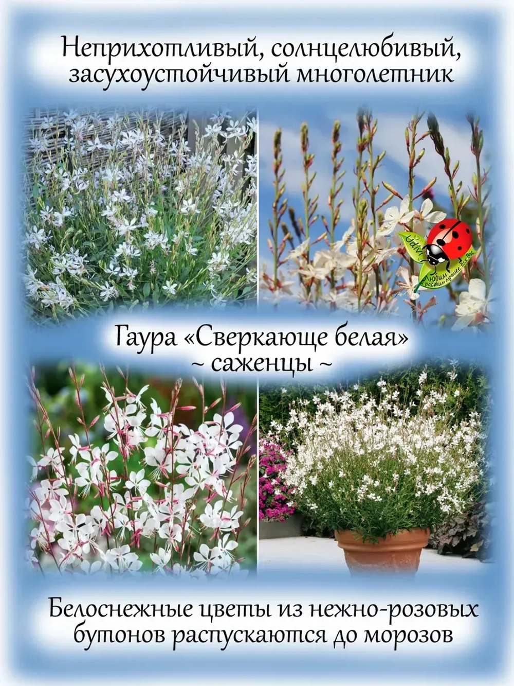 Гаура Сверкающе белая Спаркле Уайт