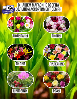 Тюльпан Луковица, Пурпл Прайд, 4 шт крупные