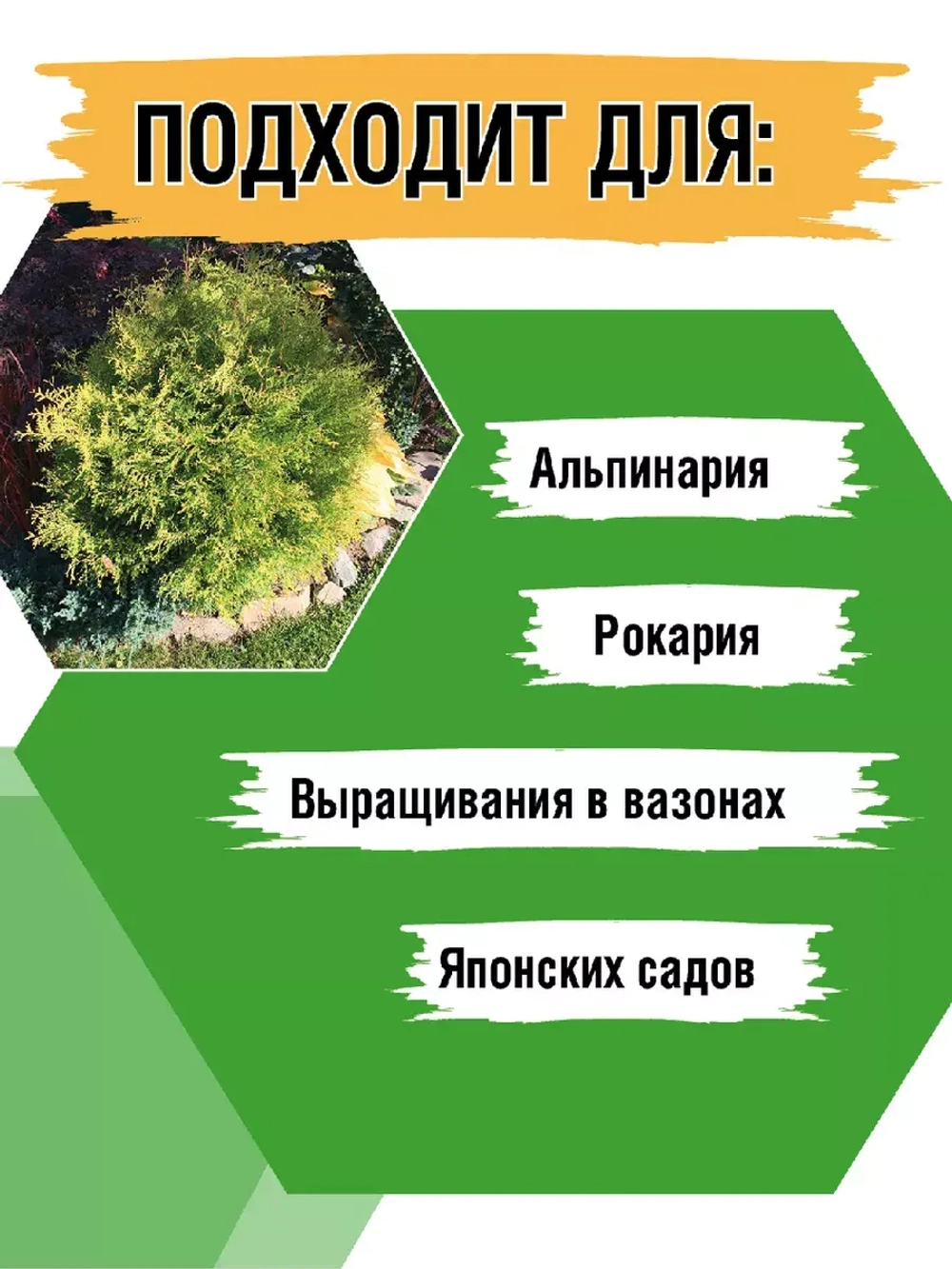 Туя саженец западная Голден Глоб хвойные