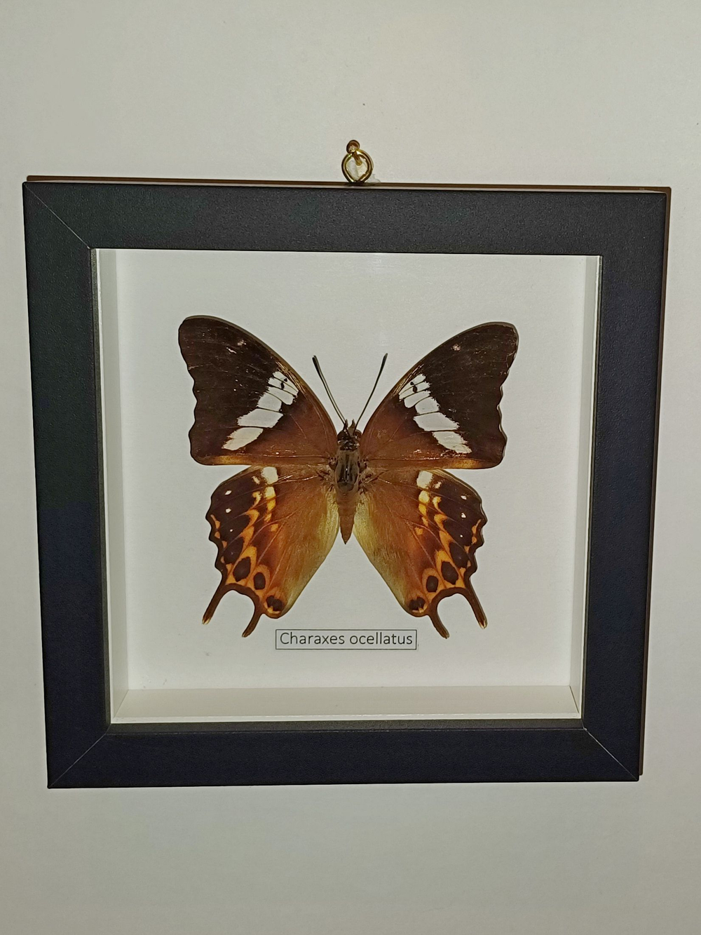 Бабочка Charaxes ocellatus в рамке