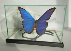 Бабочка Morpho didius в объемной композиции