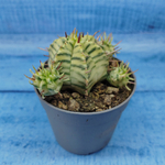 Euphorbia meloformis f. Variegated (Эуфорбия вариегатная)
