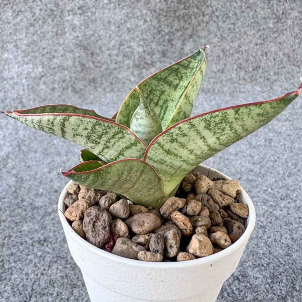 Сансевиерия NAKATA