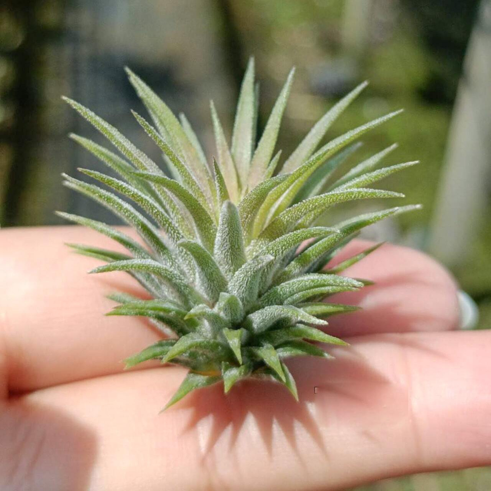 Тилландсия ionantha Pleiades