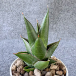 Сансевиерия NILAKAN