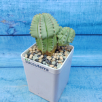 Euphorbia Fruticosa inermis (Эуфорбия)