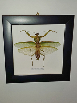 Богомол Rhombodera basalis в рамке