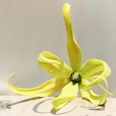 Отдушка Ilang-Ilang (Иланг-Иланг)