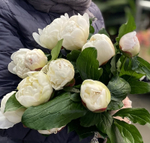 🌸♛ Фестива Максима (Festiva Maxima) — букет ароматных пионов — 8 марта у Феи