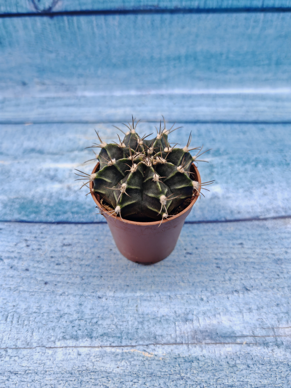 Gymnocalycium Friedrichii (Гимнокалициум)
