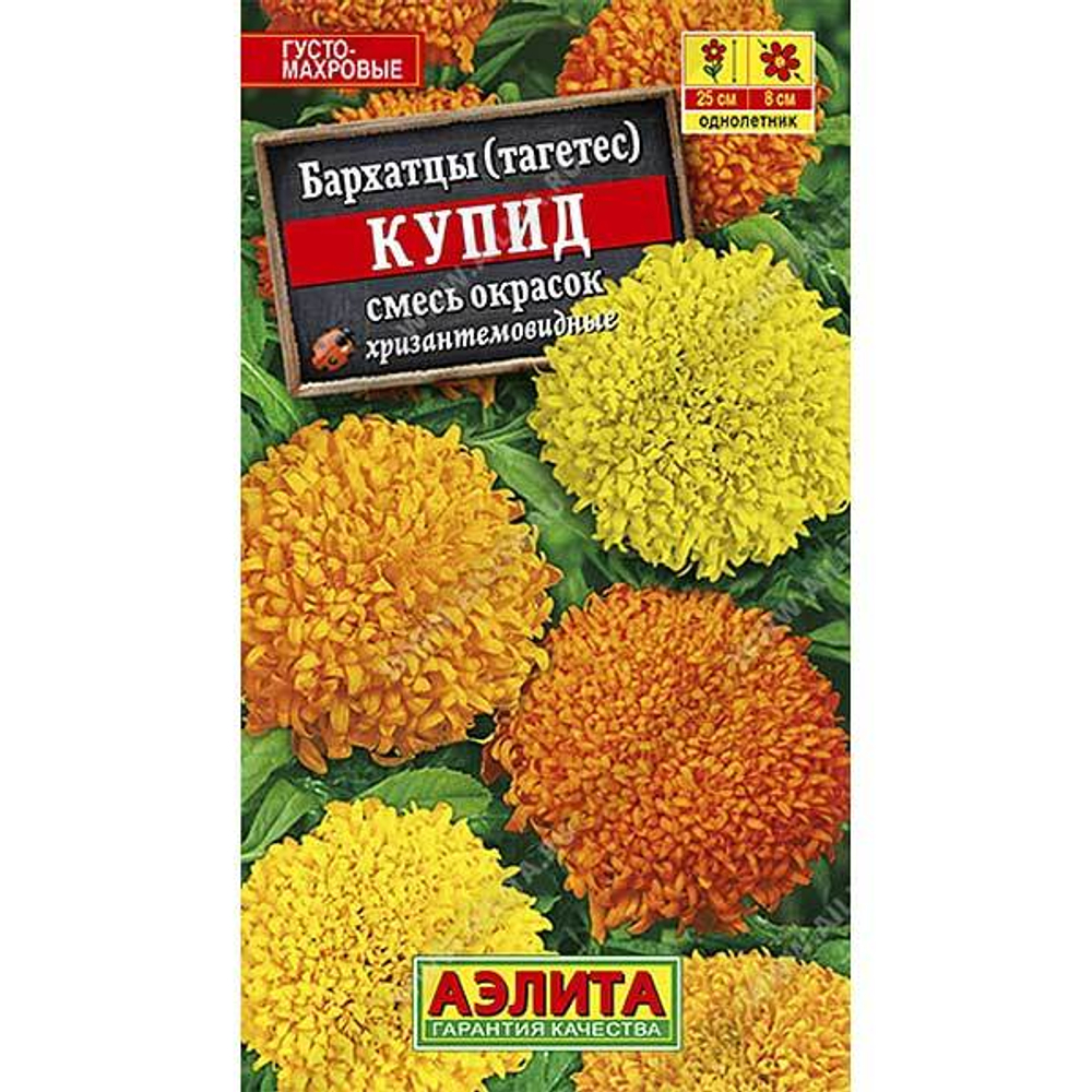 Бархатцы Купид, смесь хризантемов.