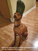 Гроб для собаки