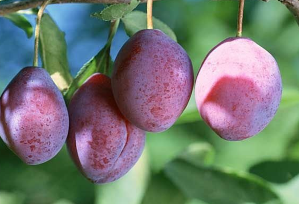 Слива Конфетная ЗКС контейнер 5- 7,5л, 3х летний саженец май 26