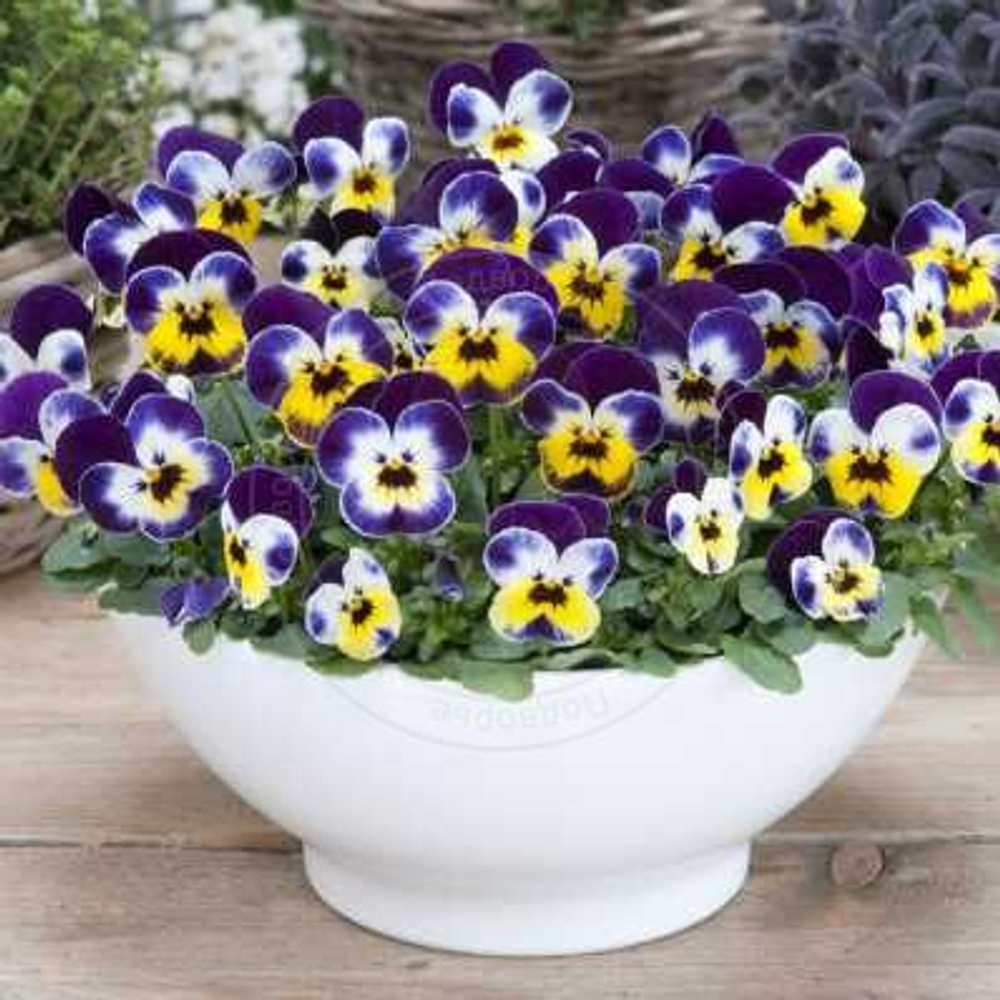 Фиалка рогатая