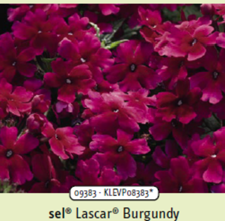 ЕВРО Вербена Lascar Burgundy укорененный черенок ОКС начало декабря