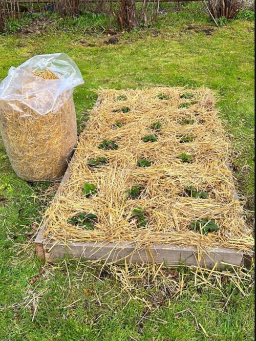 Солома пшеничная в Пакетах 10-12 кг самовывоз Софийская улица, 93Д