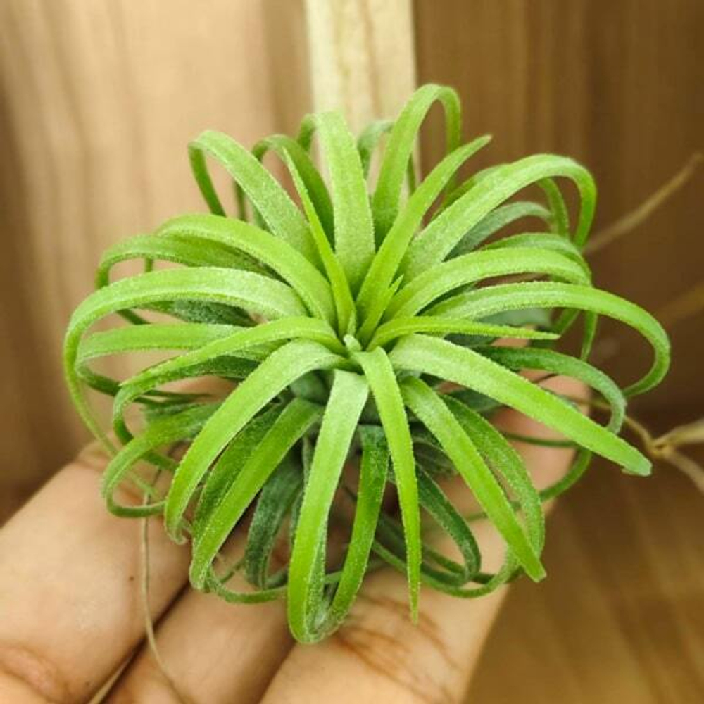 Тилландсия ionantha Curly Leaf M