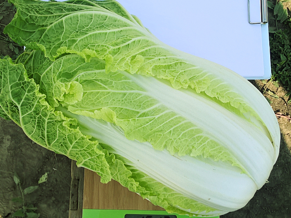 Капуста пекинская Предуро F1 (50шт)  Витагрин Профи