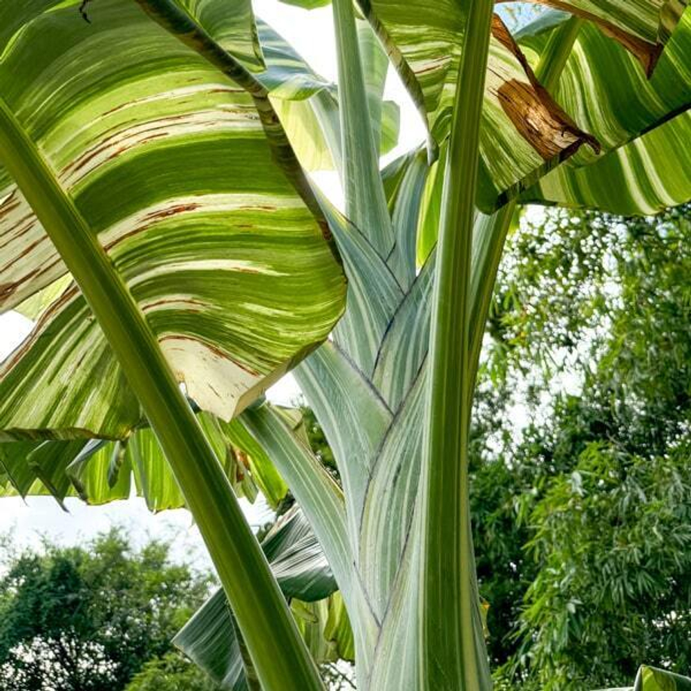 Банан вариегатный TANEE