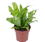 Асплениум Криспи Вэйв