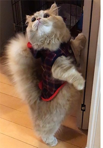 Кошка с беличьим хвостом покоряет Instagram