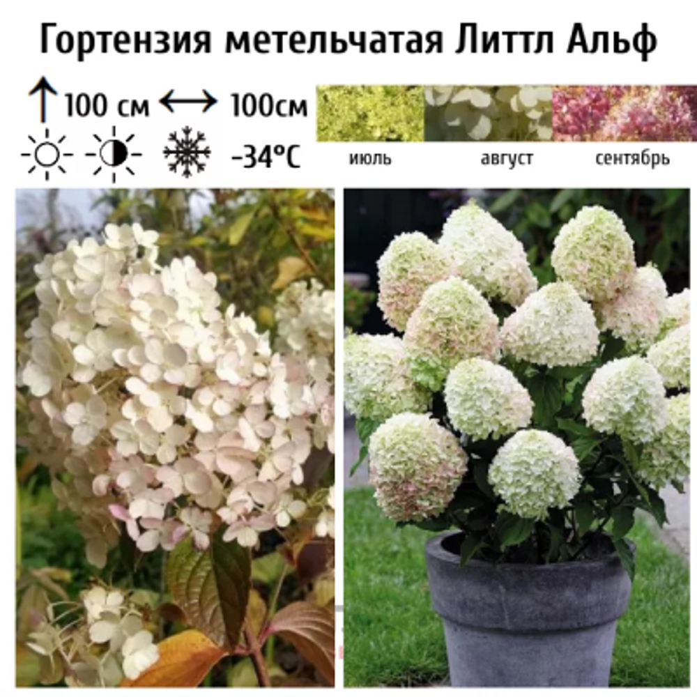 Литл Альф «Little Alf» С2.0-С2.5